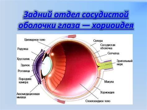 Сосудистая оболочка глаза - online presentation