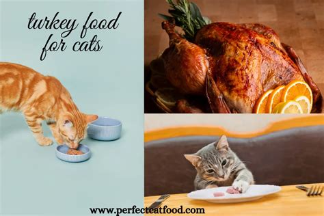 Is Turkey Good For Cats? A Comprehensive Guide