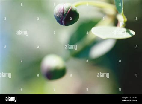 Capers growing Stock Photo, Royalty Free Image: 13394659 - Alamy