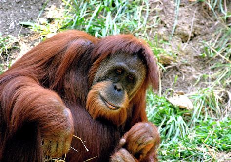 Let's Draw Endangered Species! : ): Sumatran Orangutan
