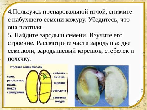 Лабораторный практикум. - Биология - Презентации - 6 класс