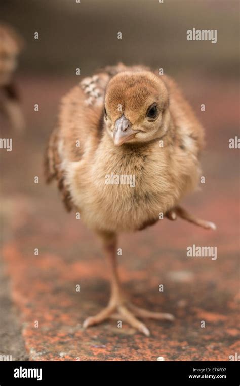 Peachick, baby bird Stock Photo - Alamy