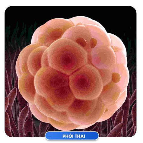 phoi la gi qua trinh hinh thanh va phat trien cua phoi thai benh