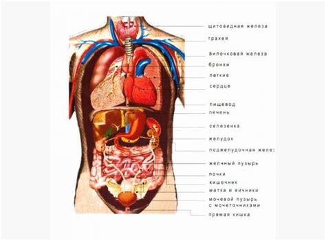 Poster Internal organs | Учащиеся медучилища, Анатомия человека ...