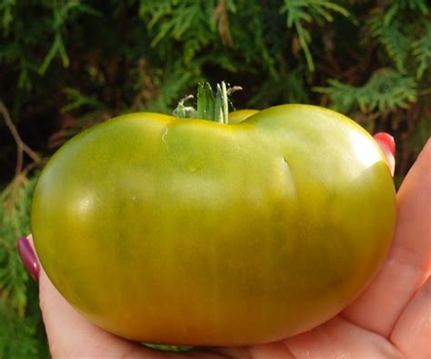 купить семена томата ЧЕРОКИ ГРИН (Cherokee Green)