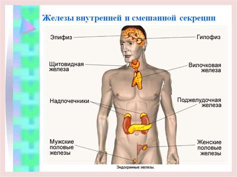 Эндокринная система - презентация онлайн