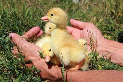 Caring for Abandoned Ducklings — Practical Self Reliance