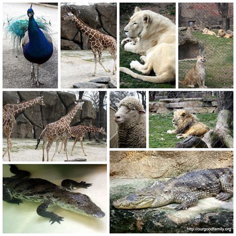 The Great Zoo Adventure! * Our Good Life