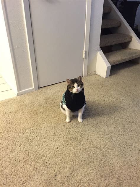 Fat Pear — A compilation of the fat pear in her sweater.