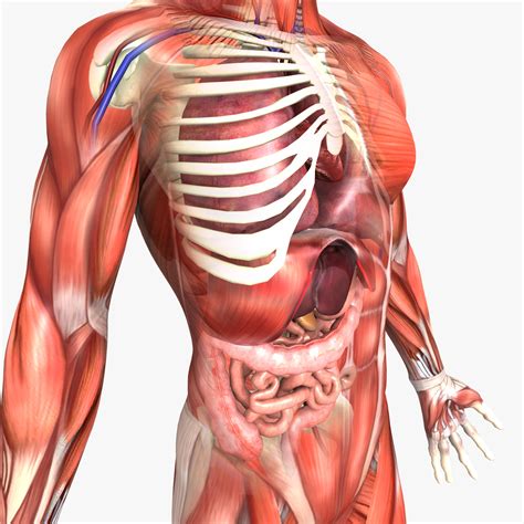 3d human male anatomy body