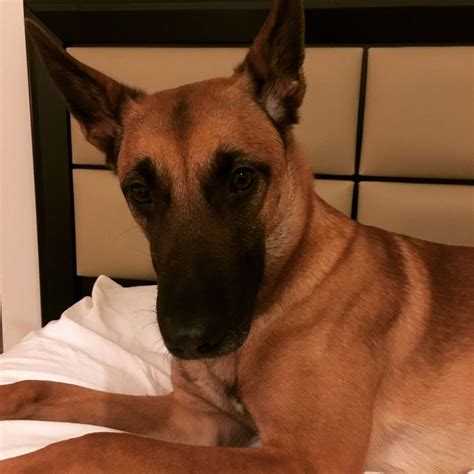 Belgian Malinois: A Majestic Working Dog