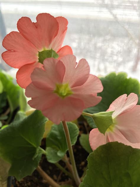 WashingtonGardener: Primrose: You Can Grow That!