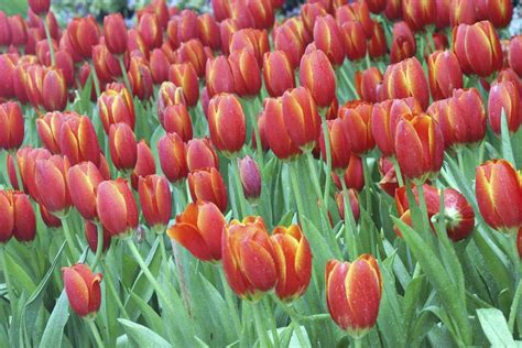 Dutch Tulip Auction at Lorena Perez blog