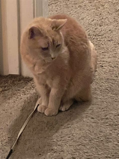 💋 Ms. Liz, Always Lilith Never Eve on Twitter: "Gracie for scale. https