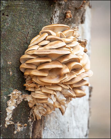 fungi photography images  cameras