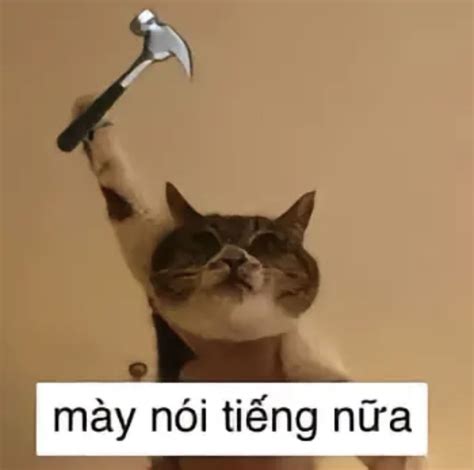 hilarious cat meme   hammer meo  chu anh hai huoc nhat  chu