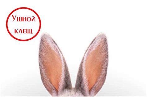Ушной клещ у кроликов: лечение каплями и спреем, народные рецепты