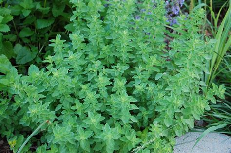 HOW TO GROW OREGANO FROM SEED |The Garden of Eaden