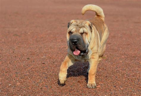 dog sharpei  run  photo  pixabay