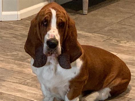 Basset Hound Puppies For Sale In Washington