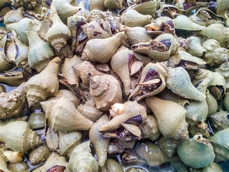 Conch sea snail stock photo. Image of gastropod, marine - 79909788