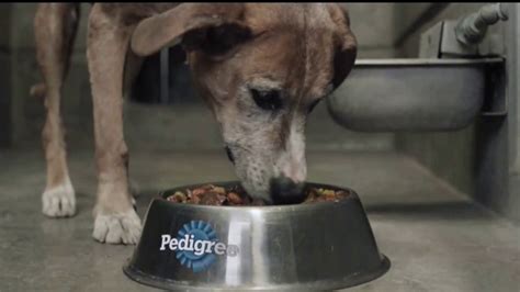 Pedigree TV Commercial, 'Rescatada' - iSpot.tv