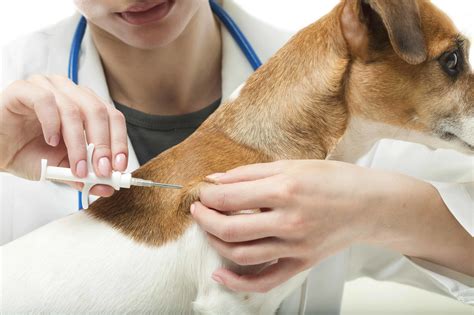 First Year Puppy Shots & Beyond (GUIDE TO DOG VACCINATIONS)