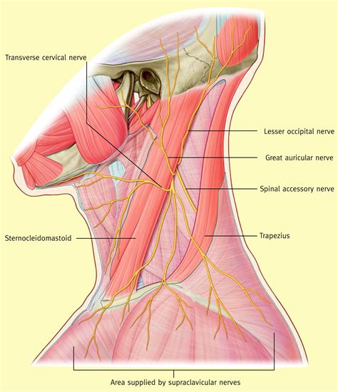 Posterior Triangle Of Neck 5