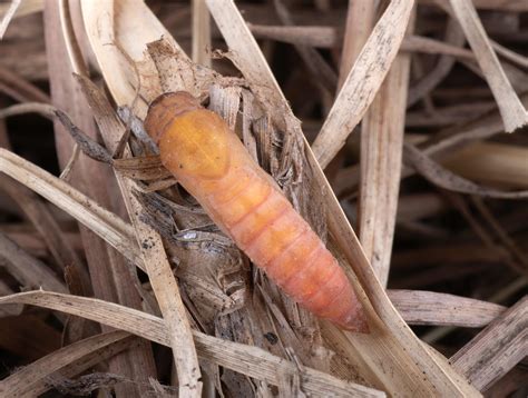 Dusted Skipper - Alabama Butterfly Atlas