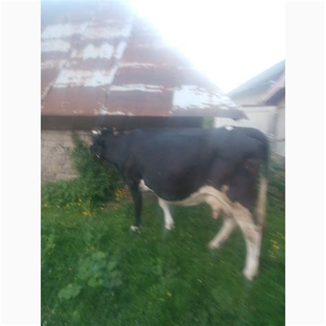 Продається корова, купити корова — Agro-Ukraine
