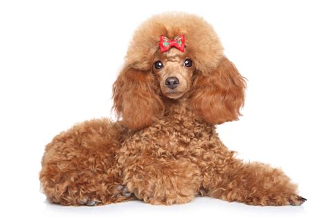 Poodle Dog Breed Guide, stats (Photos & Videos) - PetCare