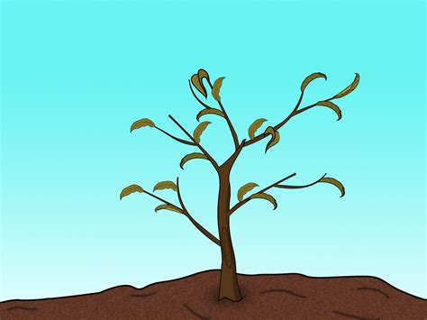 prune a peach tree 4