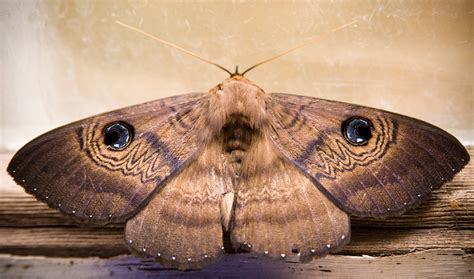 What Attracts House Moths at Thomas Reiser blog