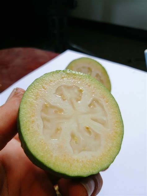 feijoa grow a garden 5