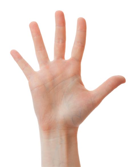 phalanges hand