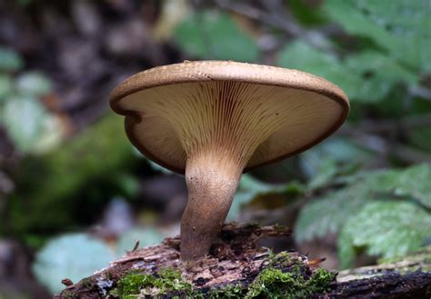 Paxillus involutus. | Paxillus involutus, commonly known as … | Flickr