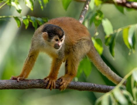 species  monkeys  costa rica  castle  oz