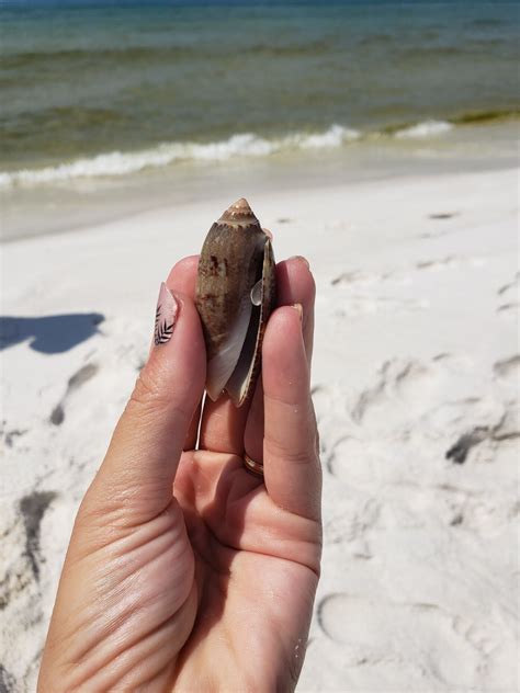 shell island florida traverse  earth travel
