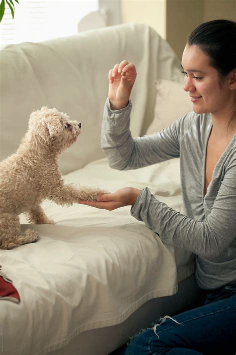 "Dog Tricks" by Stocksy Contributor "Jill Chen" - Stocksy