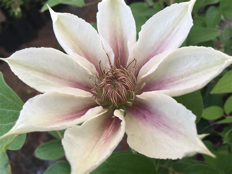 Evison clematis collection... www.clematis.be...