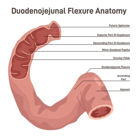 thousand duodenum anatomy royalty  images stock