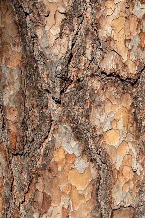 pine tree bark close  texture pattern stock photo image  material