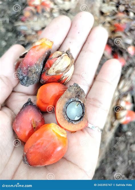 Asian Girl Holding a Bunch of Fresh Harvested Oil Palm Fruits Stock