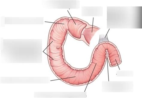 Duodenum Anatomy Diagram | Quizlet