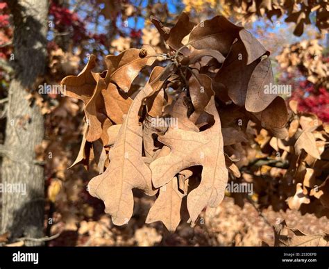 post oak quercus stellata stock photo alamy