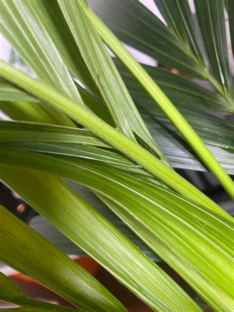spider mites? : r/houseplants