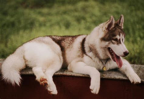 Husky Shedding Photos, Download The BEST Free Husky Shedding Stock