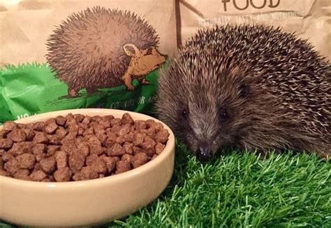 Hibernating Hedgehogs - Brambles