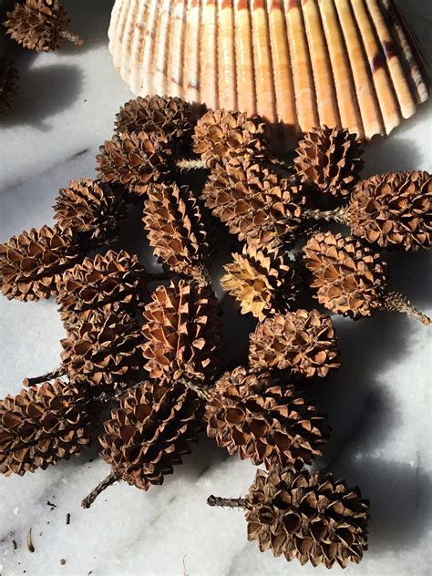 40 Organic Casuarina Pods - Perfect for DIY Projects