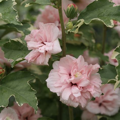 Rose of Sharon | Sugar Tip® | Proven Winners® Shrubs – Proven Winners
